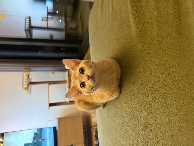 British Shorthair, Kedi  Fındık fotoğrafı