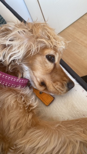 Amerikan Cocker Spaniel, Köpek  Hera fotoğrafı