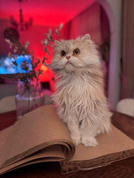 Chinchilla, Kedi  SARGON fotoğrafı