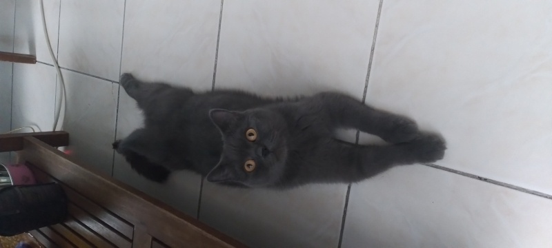 British Longhair, Kedi  MUNİŞ fotoğrafı