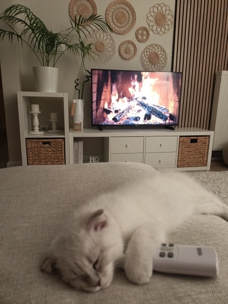 British Longhair, Kedi  Roni fotoğrafı