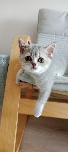 British Shorthair, Kedi  Ela fotoğrafı