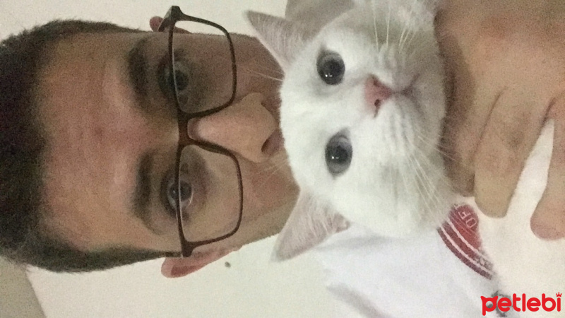 Van Kedisi, Kedi  Pamuk fotoğrafı