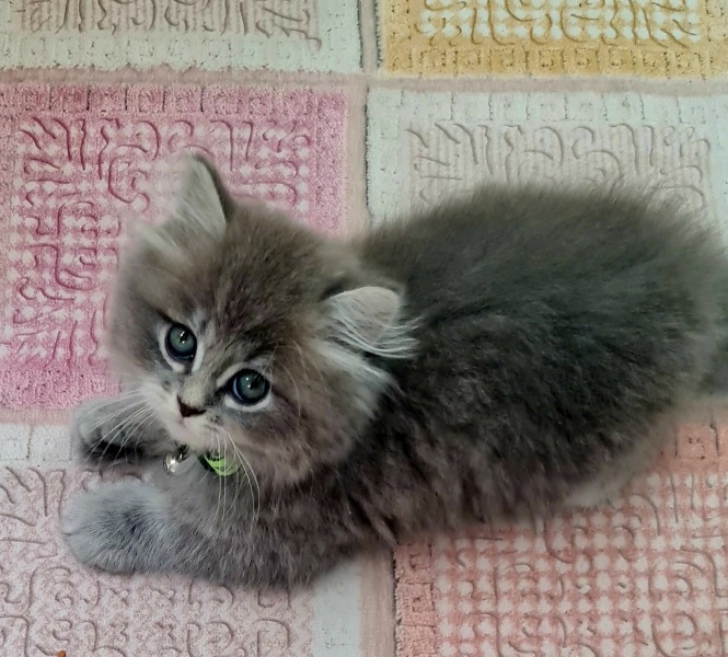 British Longhair, Kedi  OscaR fotoğrafı