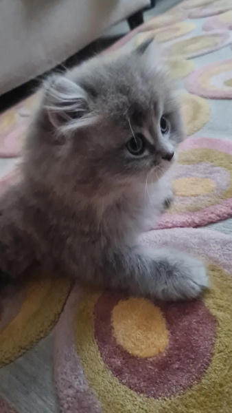British Longhair, Kedi  OscaR fotoğrafı