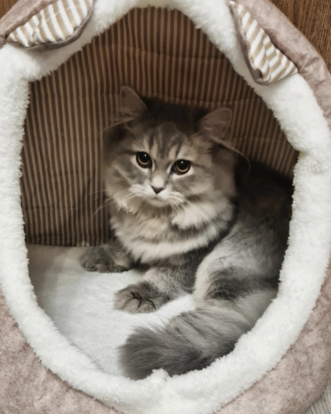British Longhair, Kedi  OscaR fotoğrafı