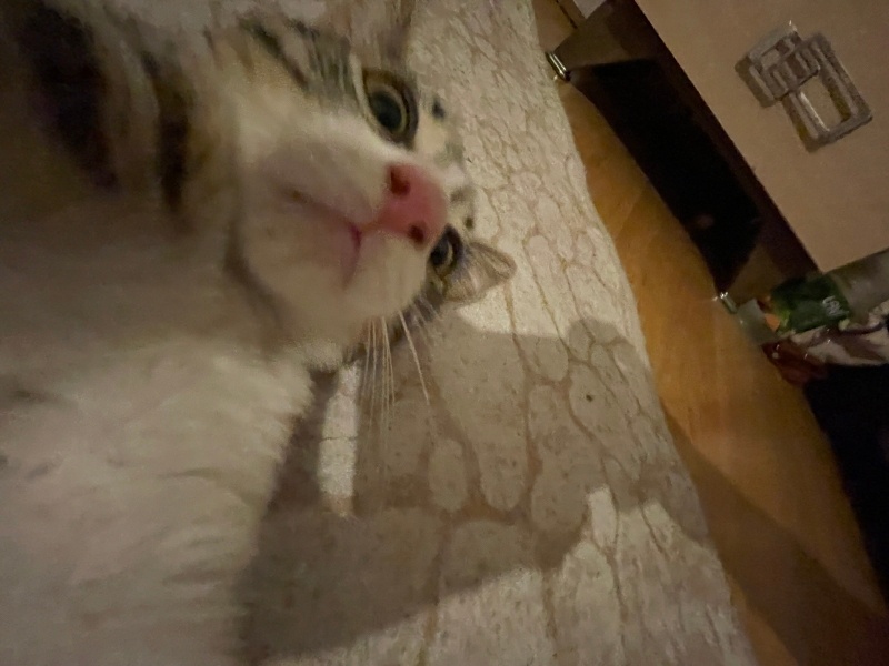 Tekir Kedi, Kedi  Balım fotoğrafı