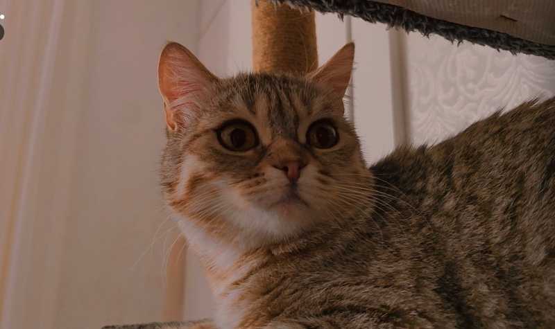 Tekir Kedi, Kedi  Maya fotoğrafı