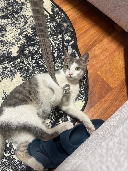 Tekir Kedi, Kedi  Rüya fotoğrafı