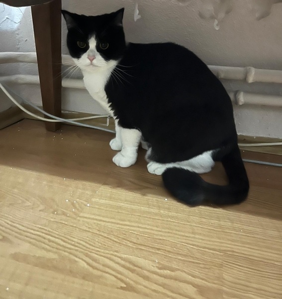 British Shorthair, Kedi  Yaramaz fotoğrafı