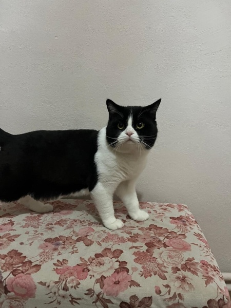 British Shorthair, Kedi  Yaramaz fotoğrafı