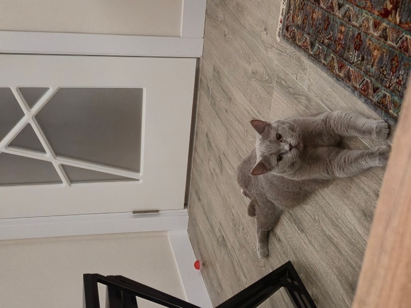 British Shorthair, Kedi  Leon fotoğrafı