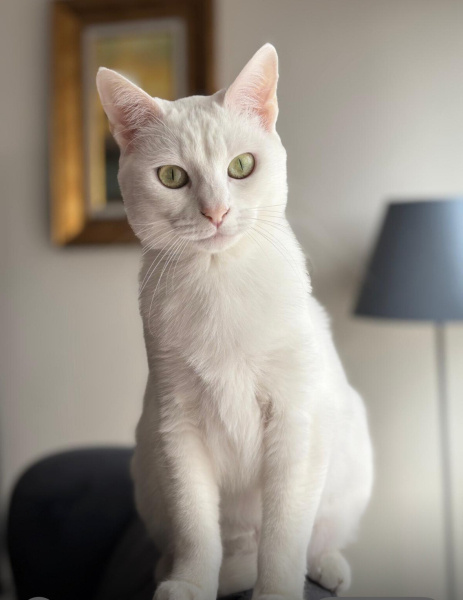 Tekir Kedi, Kedi  Carla fotoğrafı