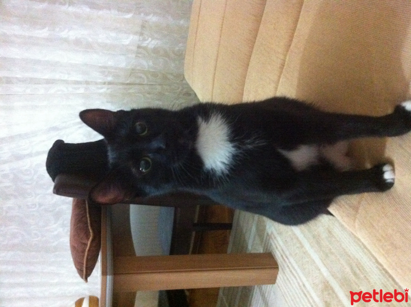 Tuxedo (Smokin) Kedi, Kedi  Kontes fotoğrafı