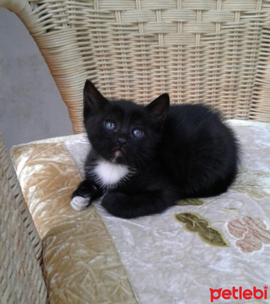 Tuxedo (Smokin) Kedi, Kedi  Kontes fotoğrafı
