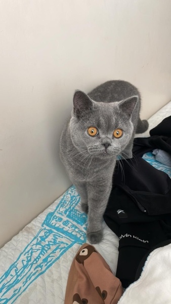 British Shorthair, Kedi  Duman fotoğrafı
