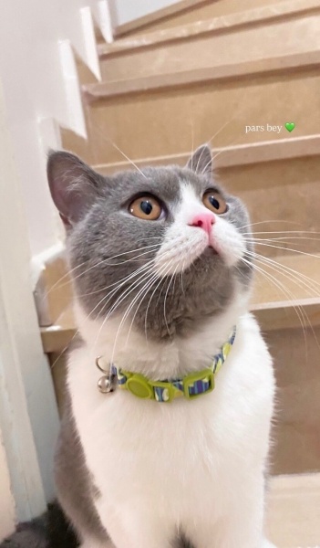 British Shorthair, Kedi  PARS fotoğrafı