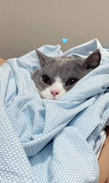 British Shorthair, Kedi  PARS fotoğrafı