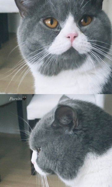 British Shorthair, Kedi  PARS fotoğrafı