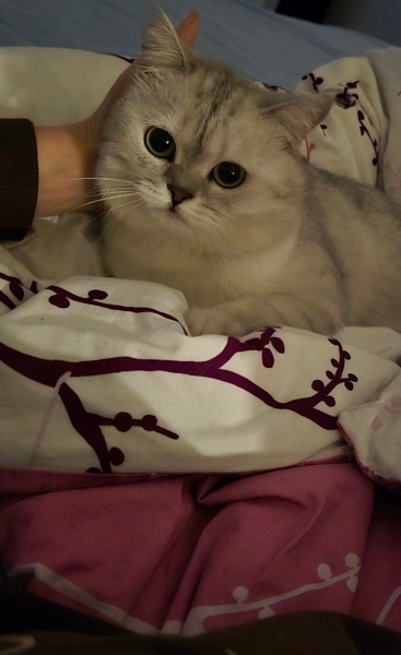 British Shorthair, Kedi  Minnoş fotoğrafı