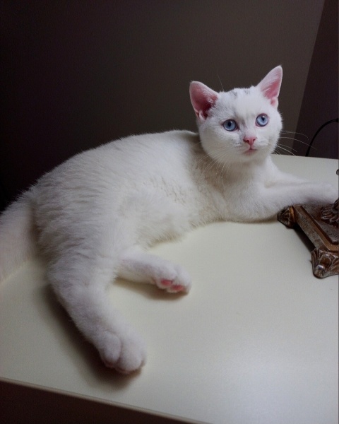 British Shorthair, Kedi  Aşil fotoğrafı