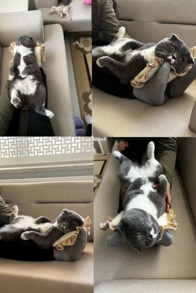 British Shorthair, Kedi  Paşa fotoğrafı