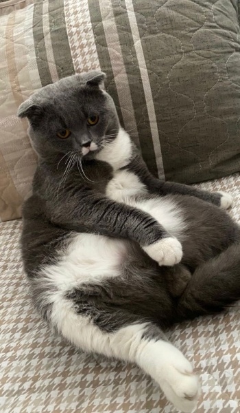 British Shorthair, Kedi  Paşa fotoğrafı