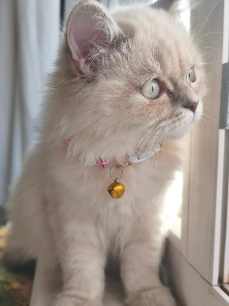 British Longhair, Kedi  SÜTLAÇ fotoğrafı