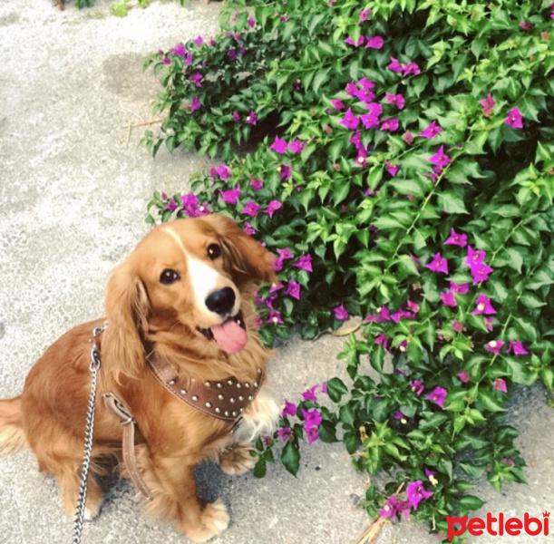 Amerikan Cocker Spaniel, Köpek  Leo fotoğrafı