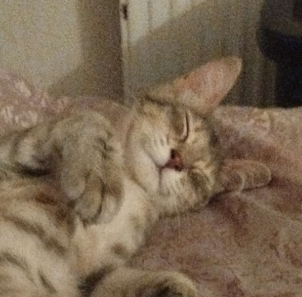 Tekir Kedi, Kedi  Çakıl fotoğrafı