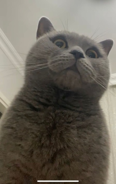 British Shorthair, Kedi  Duman fotoğrafı