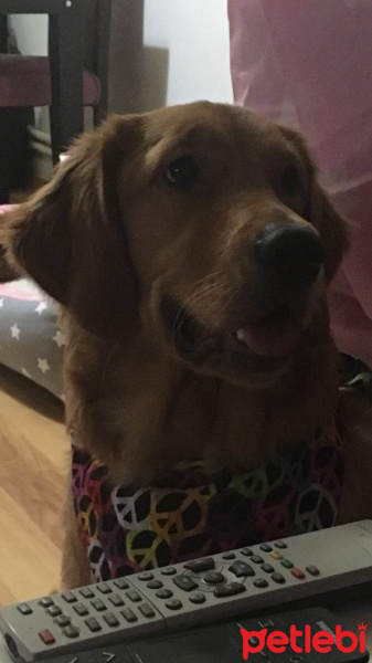 Golden Retriever, Köpek  Mia fotoğrafı