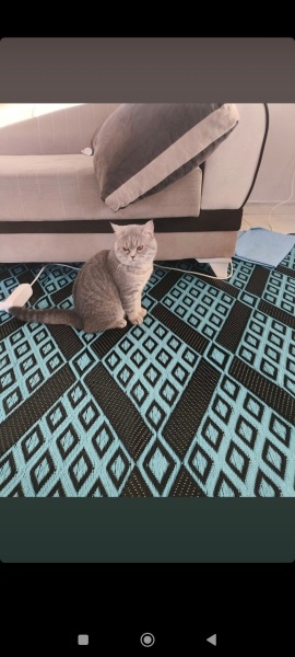 British Shorthair, Kedi  Bulut fotoğrafı