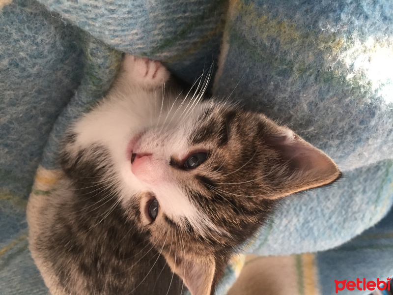 American Bobtail, Kedi  Çakıl fotoğrafı