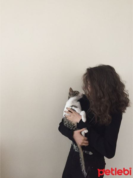 American Bobtail, Kedi  Çakıl fotoğrafı