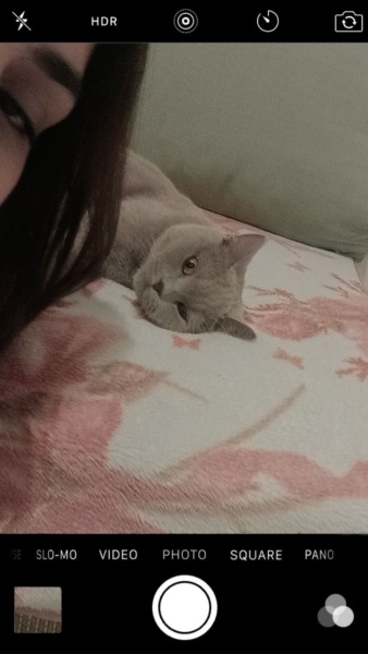 British Shorthair, Kedi  Mia fotoğrafı