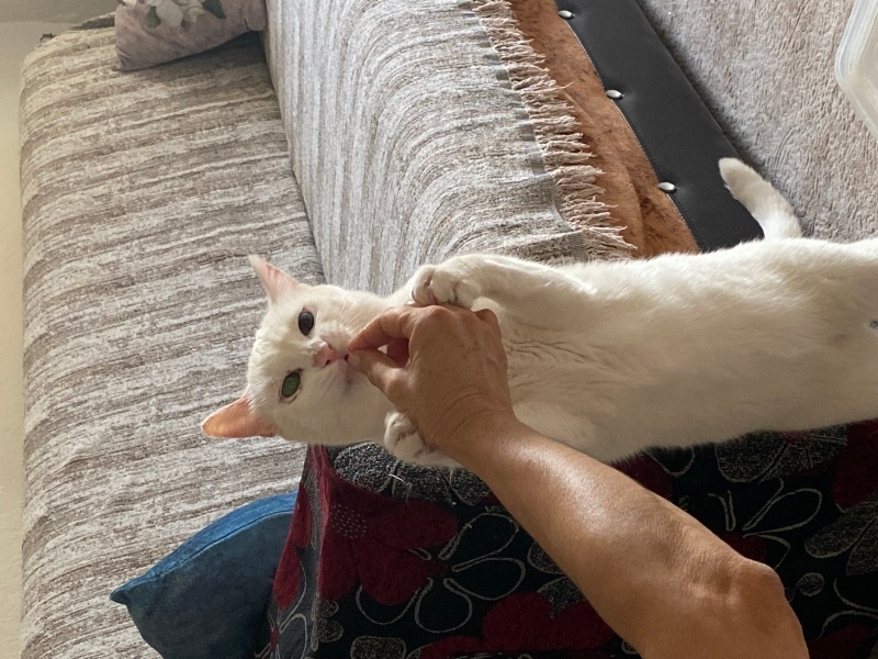 Van Kedisi, Kedi  Sütlaç fotoğrafı