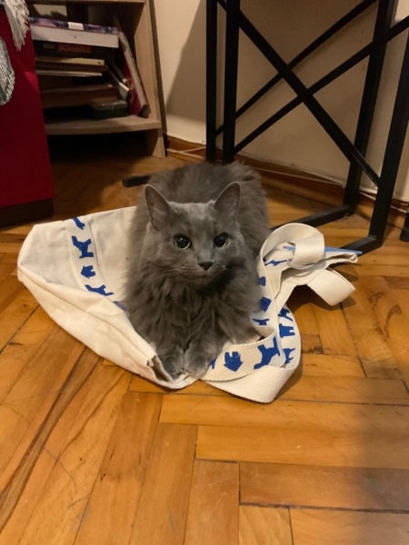 Nebelung, Kedi  Fırfır fotoğrafı