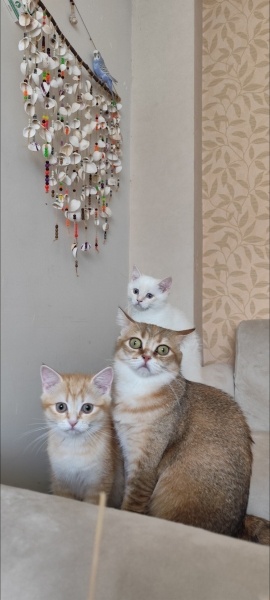 British Shorthair, Kedi  Asel fotoğrafı