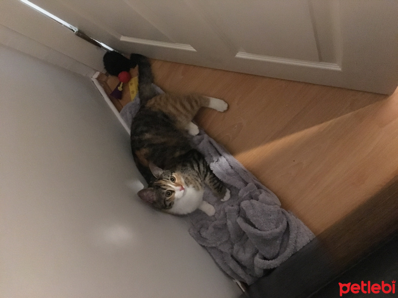 Tekir Kedi, Kedi  Binnaz fotoğrafı
