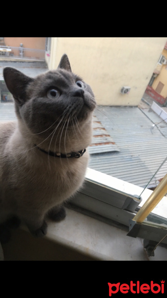 British Shorthair, Kedi  Lokum fotoğrafı