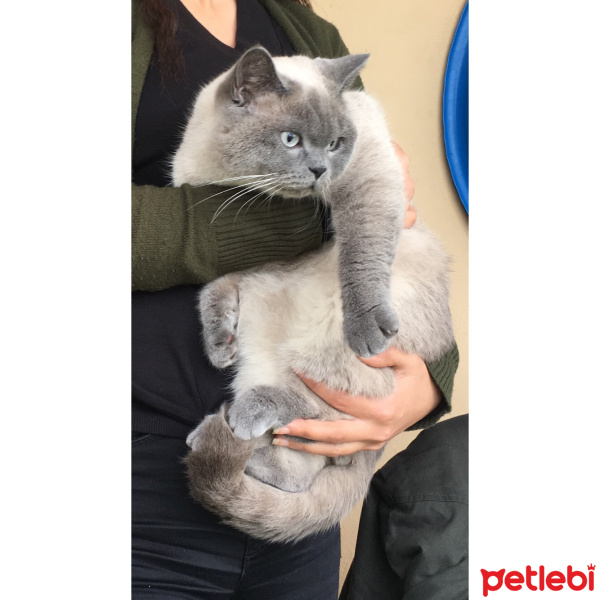 British Shorthair, Kedi  Lokum fotoğrafı