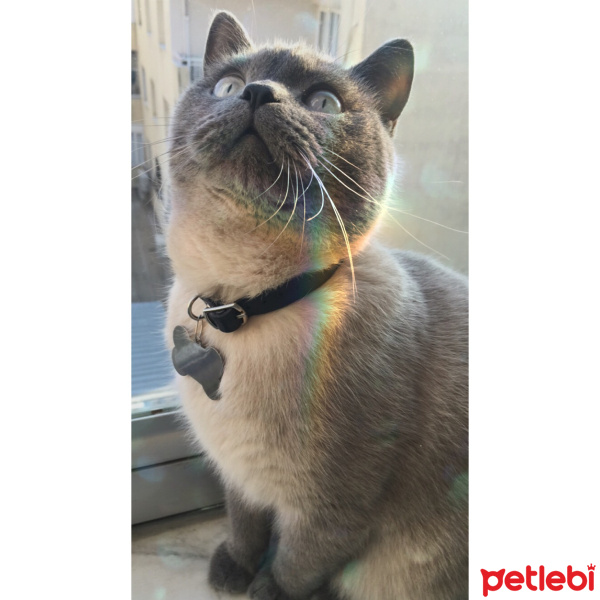 British Shorthair, Kedi  Lokum fotoğrafı