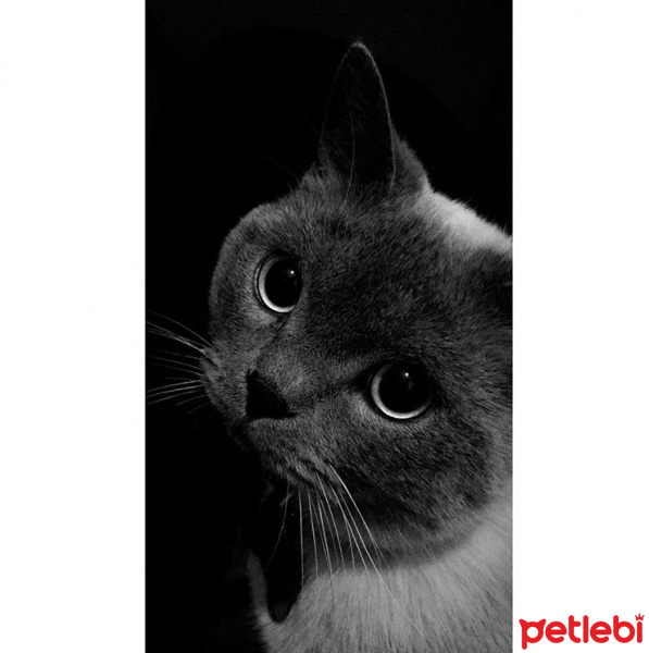 British Shorthair, Kedi  Lokum fotoğrafı