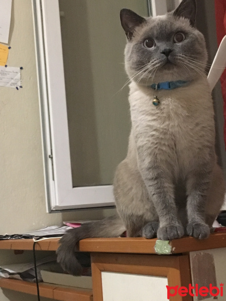 British Shorthair, Kedi  Lokum fotoğrafı