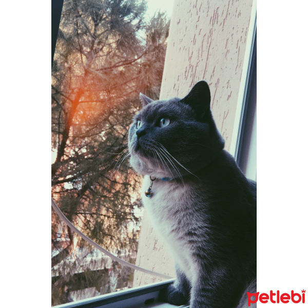 British Shorthair, Kedi  Lokum fotoğrafı