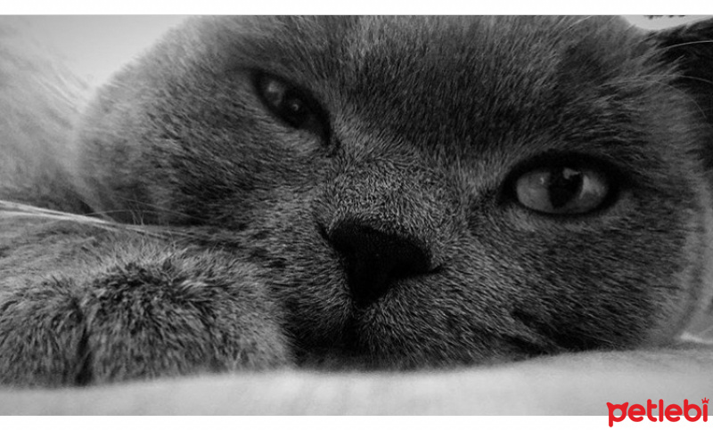 British Shorthair, Kedi  Lokum fotoğrafı