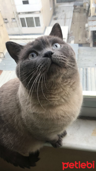 British Shorthair, Kedi  Lokum fotoğrafı