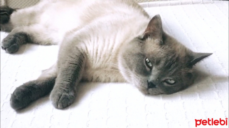 British Shorthair, Kedi  Lokum fotoğrafı