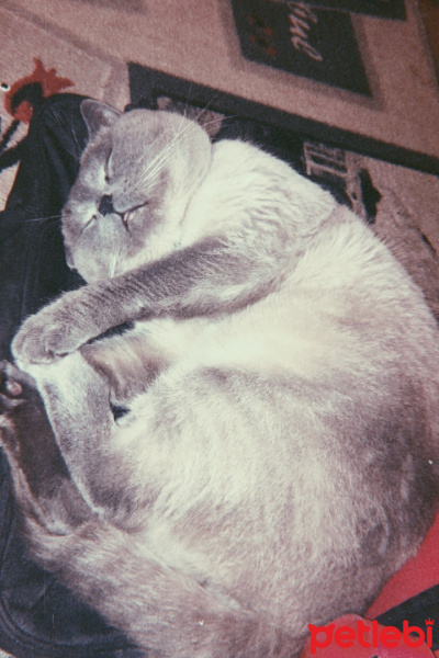 British Shorthair, Kedi  Lokum fotoğrafı